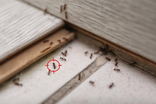Best Commercial Pest Control Services  in Shell Rock, IA